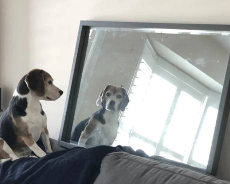 potret anjing becermin (reddit.com/sunlife8)