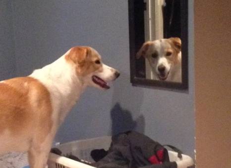 potret anjing becermin (reddit.com/AWildGranola)