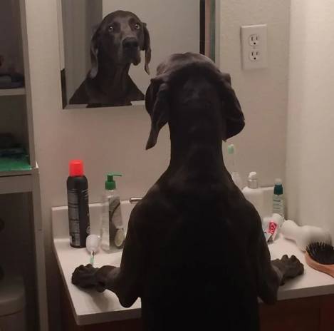 potret anjing becermin (reddit.com/NguyenAnhDao)