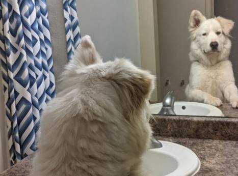 potret anjing becermin (reddit.com/Mrxfixit)
