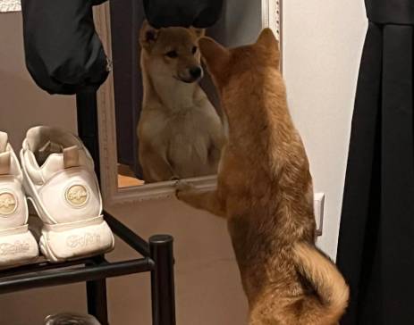 potret anjing becermin (reddit.com/The_Avocado_Hoe)