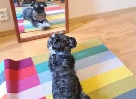 potret anjing becermin (reddit.com/Knappologen)