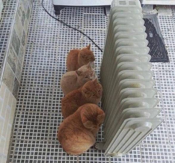 potret kucing berada di dekat penghangat (instagram.com/disturbingzone)