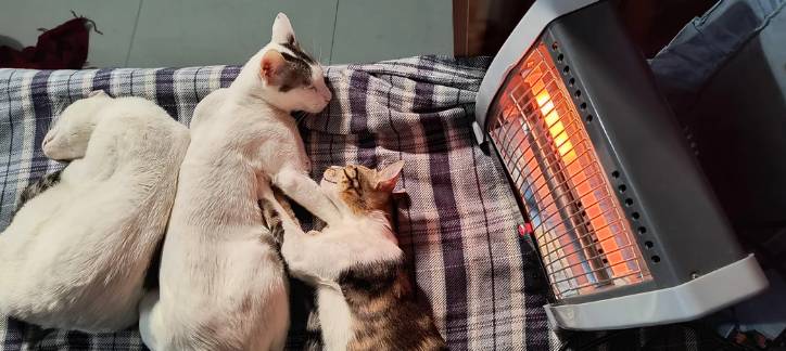 potret kucing berada di dekat penghangat (instagram.com/Upbeat-Programmer596)