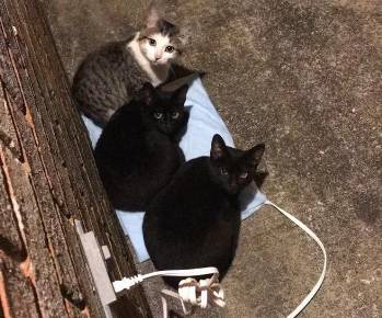 potret kucing berada di dekat penghangat (instagram.com/GallowBoob)