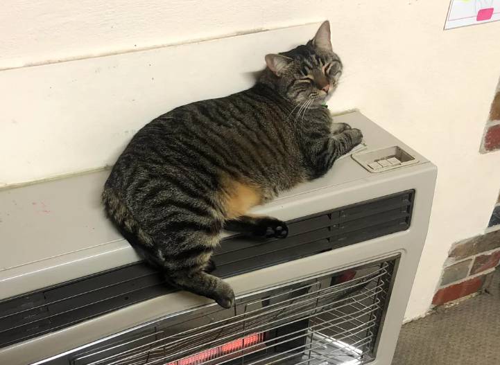 potret kucing berada di dekat penghangat (instagram.com/venusvixen888)