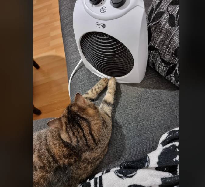 potret kucing berada di dekat penghangat (instagram.com/SuperSaiyanAbz)