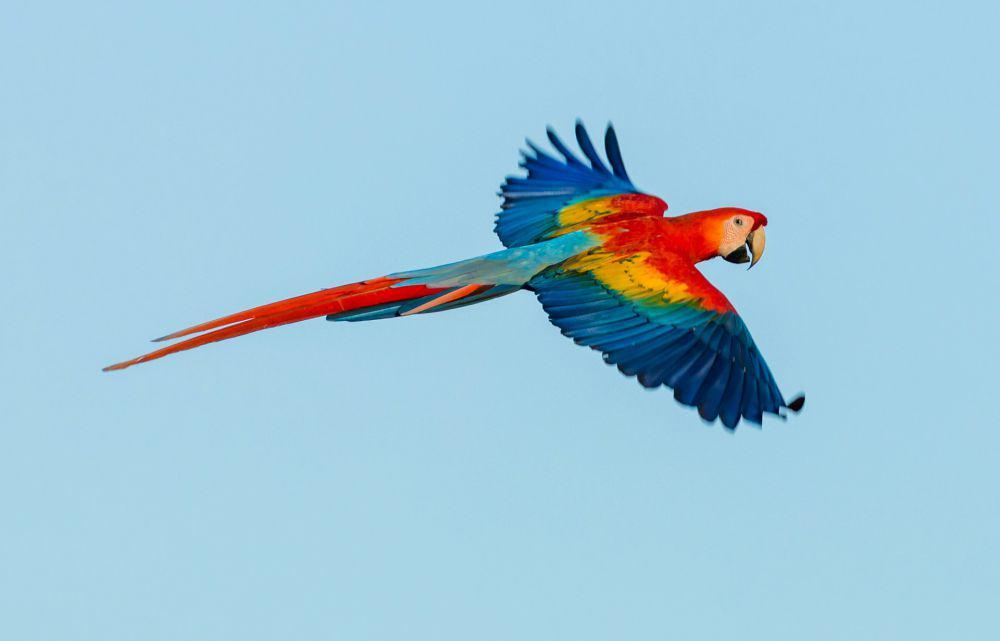 7 Burung yang Bisa Bicara, Apa Saja?