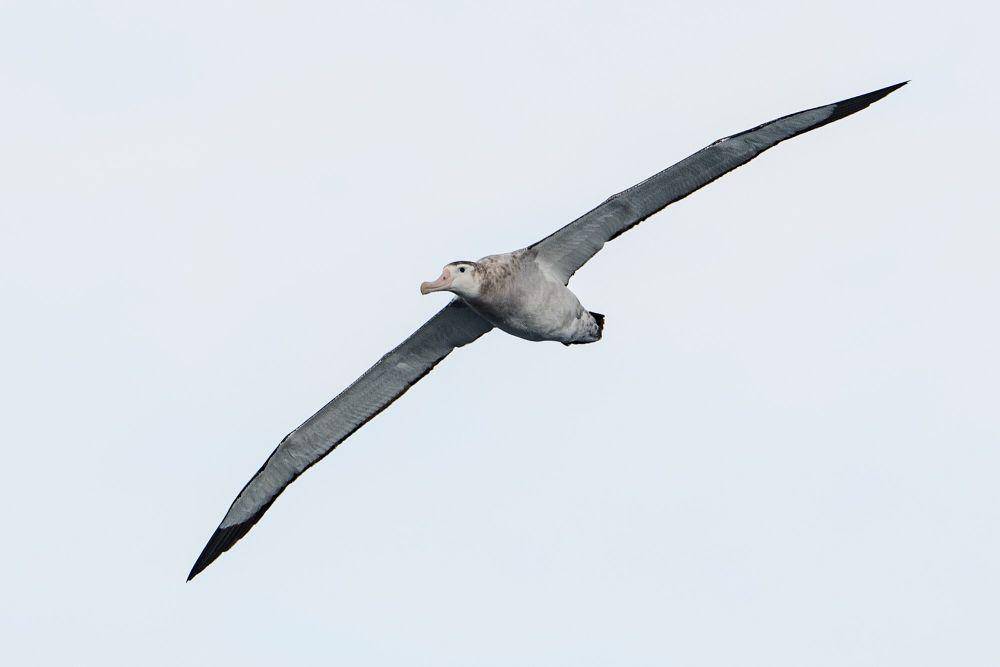 Albatros kelana (commons.m.wikimedia.org/Antoine Lamielle)