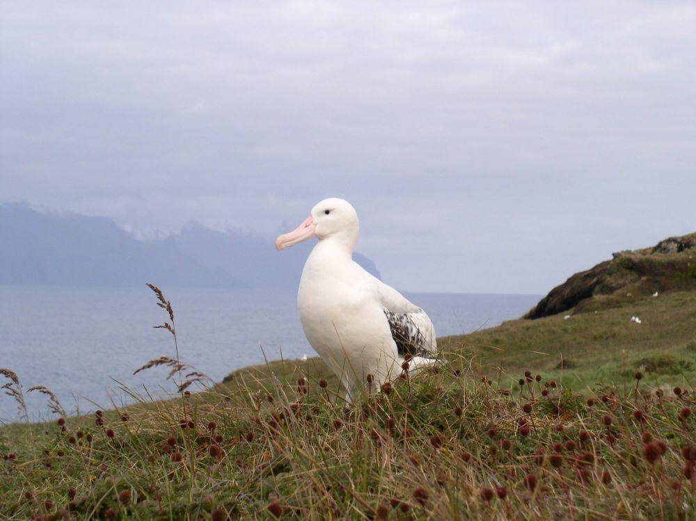 Albatros kelana (commons.m.wikimedia.org/Nweider)