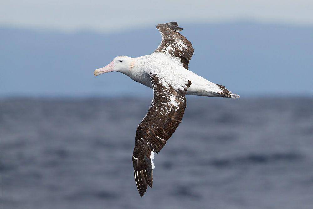 Albatros kelana (commons.m.wikimedia.org/JJ Harrison)