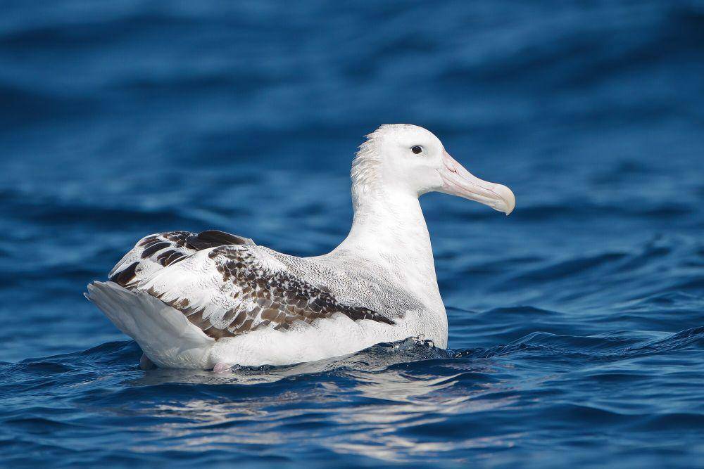 Albatros kelana (commons.m.wikimedia.org/JJ Harrison)