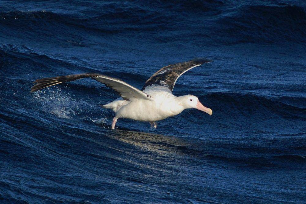 Albatros kelana (commons.m.wikimedia.org/Lieutenant Elizabeth Crapo, NOAA Corps)