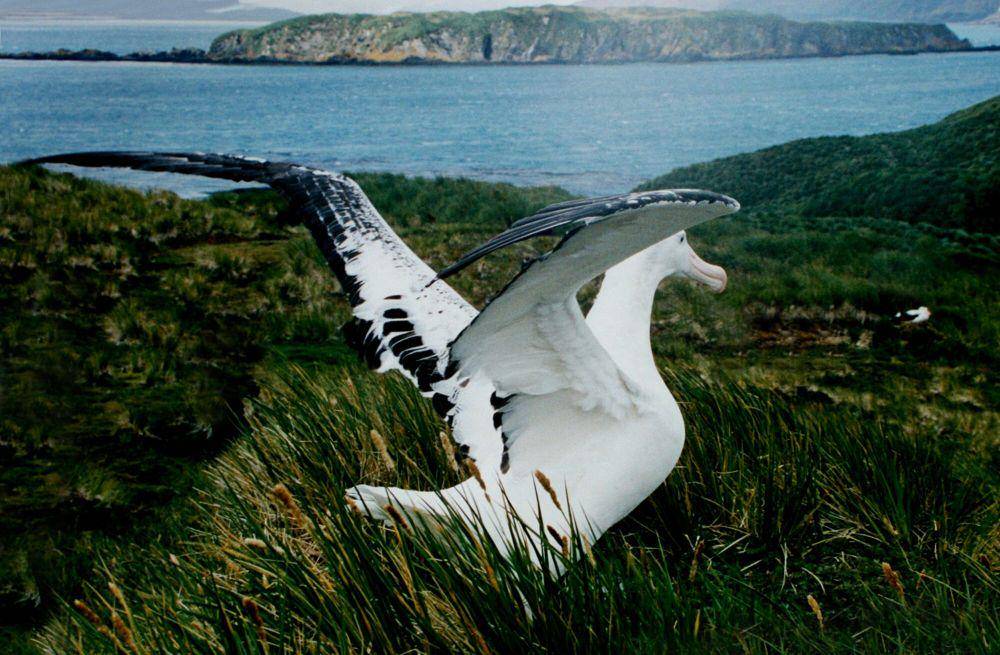 Albatros kelana (commons.m.wikimedia.org/Brocken Inaglory)