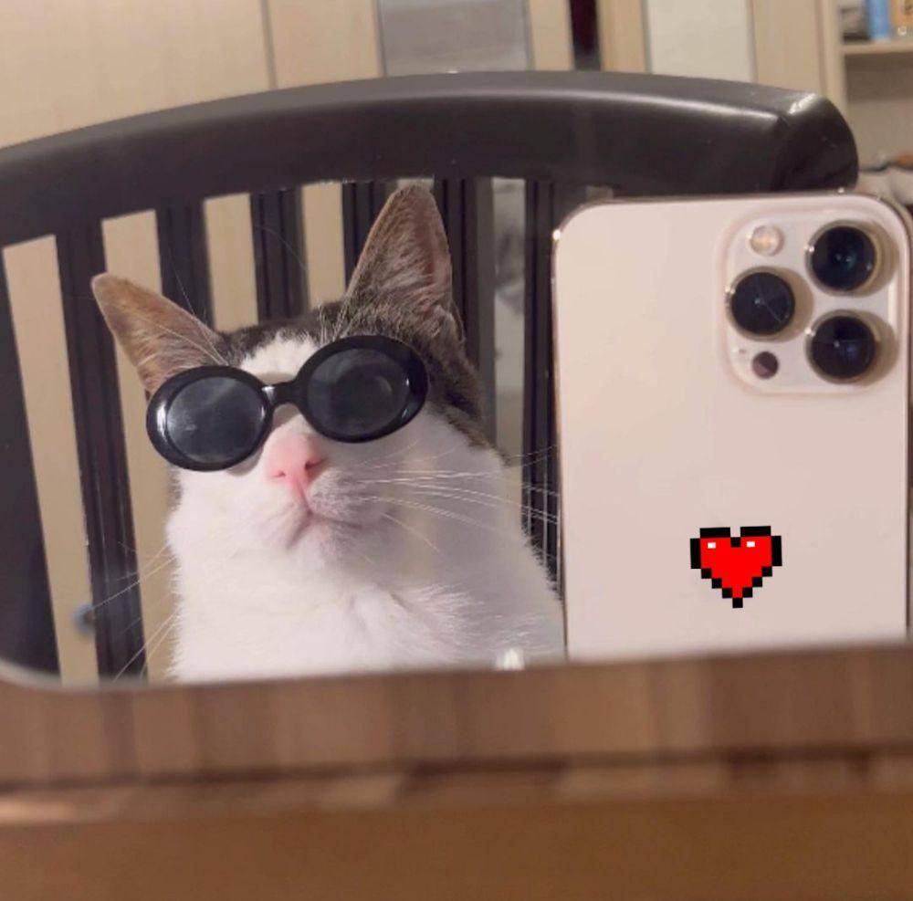 potret kucing sibuk (instagram.com/monkeycatluna)