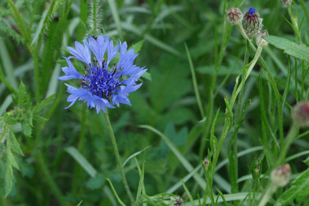 ilustrasi bunga jagung centaurea cyanus (pflanzenbestimmung.info)