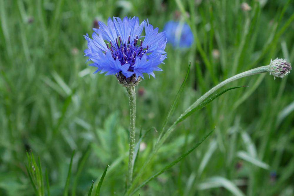 ilustrasi bunga jagung centaurea cyanus (pflanzenbestimmung.info)