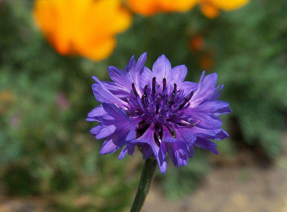 ilustrasi bunga jagung centaurea cyanus (pixabay.com/Elstef)