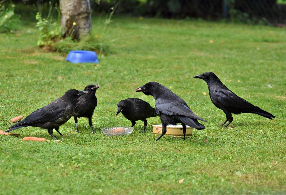 burung gagak (pixabay.com/Ralphs_Fotos)