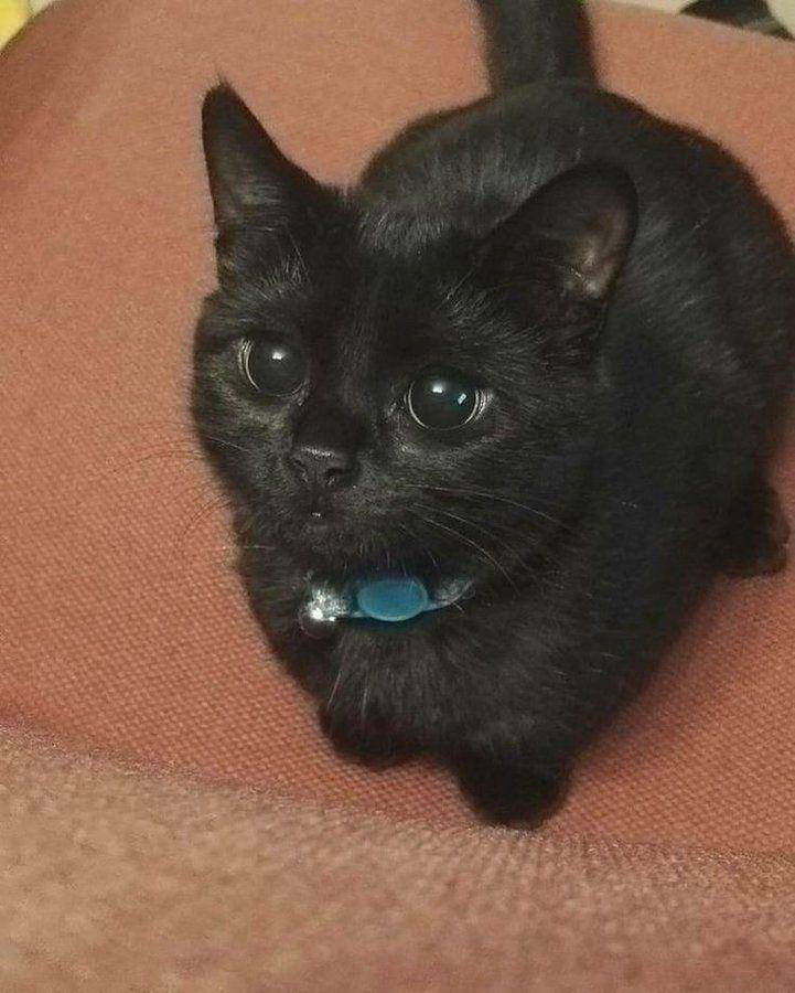 potret kucing hitam dengan pupil mata membesar (twitter.com/nocontextscats)