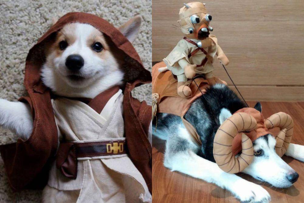 kolase potret anjing cosplay jadi karakter Star Wars (reddit.com/Tom26389 I reddit.com/KatNSeoul)