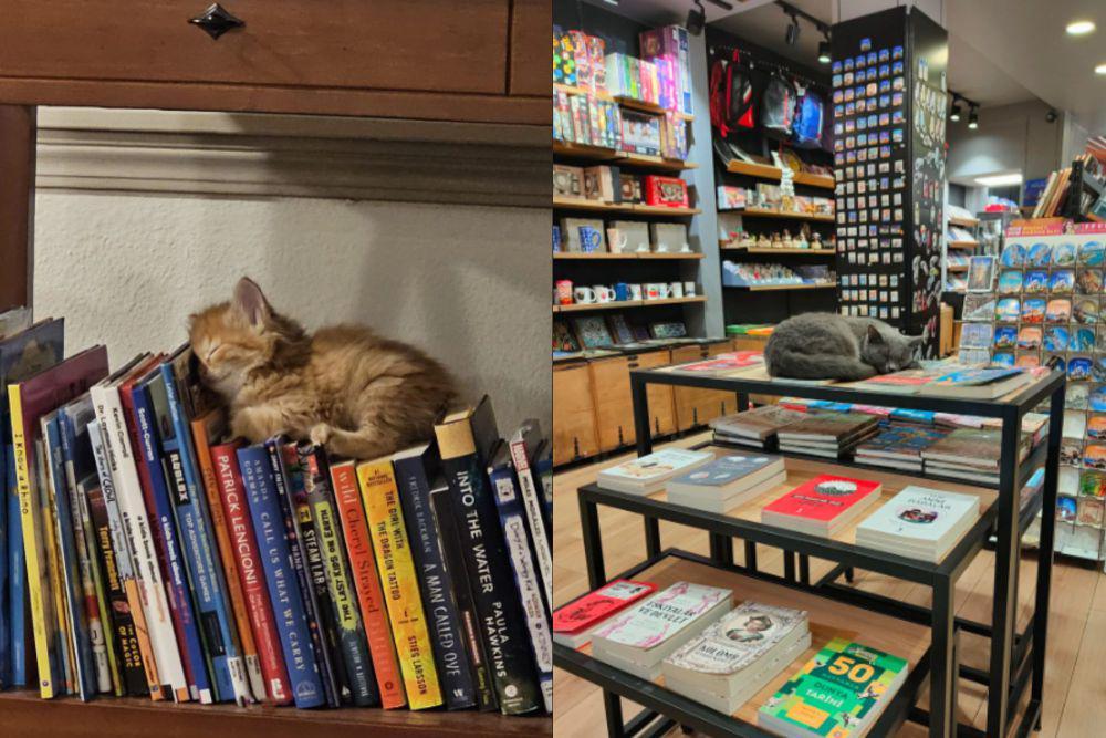 7 Potret Lucu Kucing Tidur di Toko Buku dan Perpustakaan