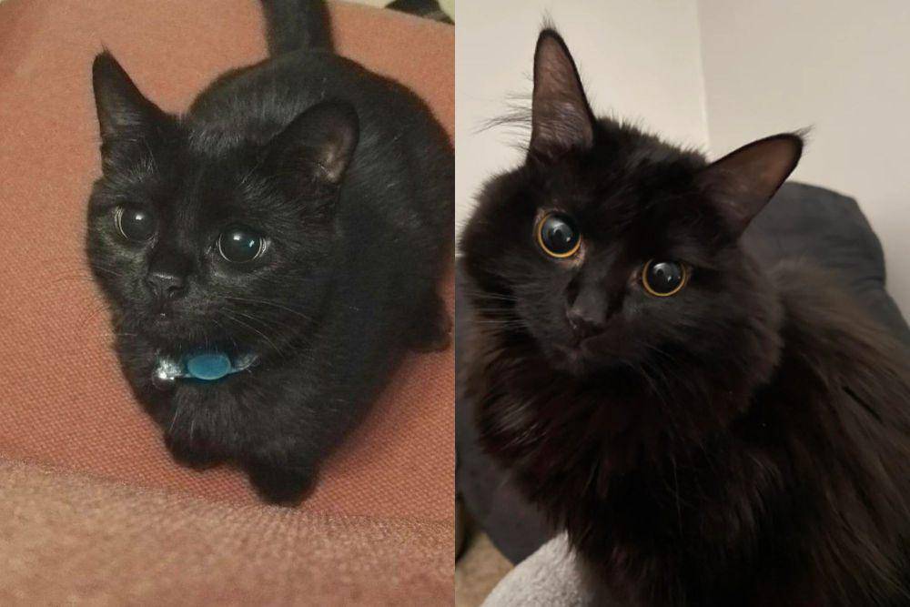 kolase potret kucing hitam dengan pupil mata membesar (twitter.com/nocontextscats I reddit.com/Former-Mess-5166)
