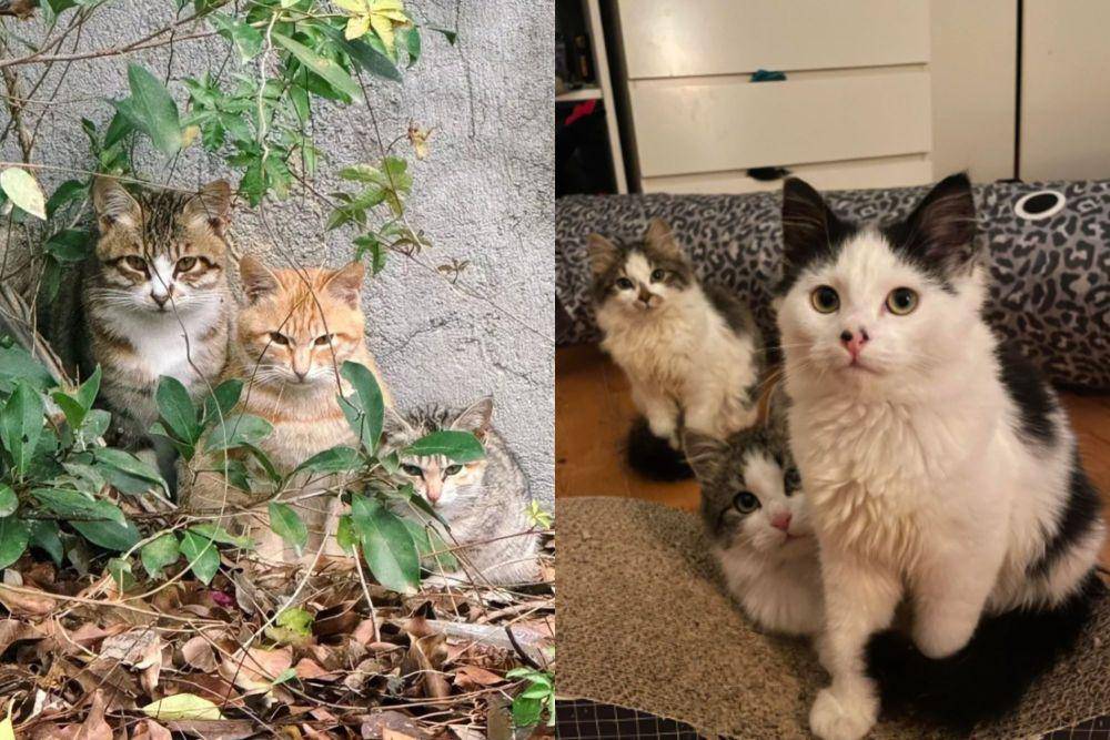 kolase potret tiga kucing beda kepribadian berteman (twitter.com/nocontextscats I reddit.com/Successful-Mode-1727)