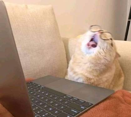 potret kucing sibuk (twitter.com/DontShowYourCat)