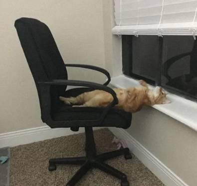 potret kucing sibuk (twitter.com/DontShowYourCat)