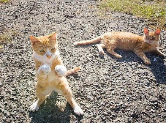 potret kucing sibuk (twitter.com/DontShowYourCat)