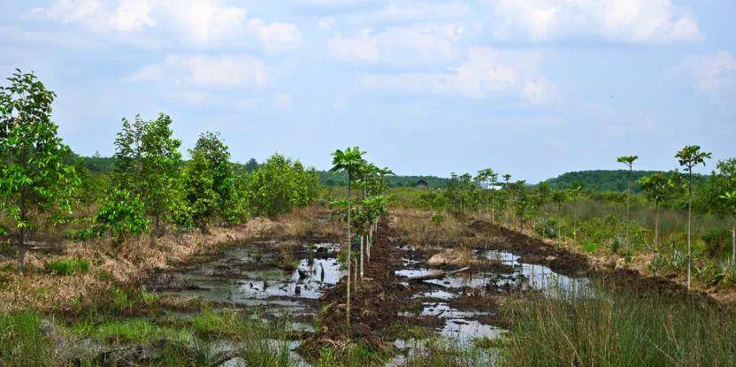 Upaya pengelolaan lahan gambut yang berkelanjutan di Sumatera Selatan. (forestsnews.cifor.org/Rujito Agus Suwignyo)