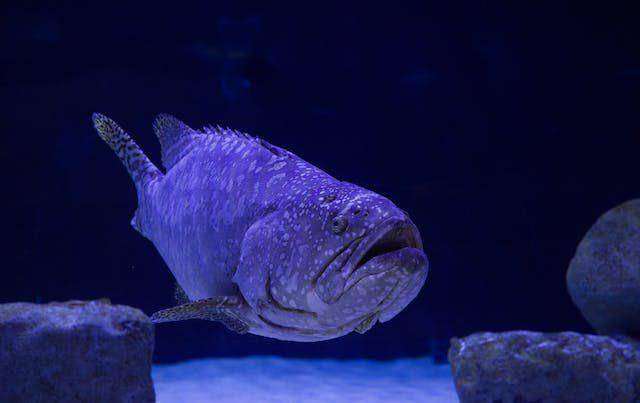 ikan kakap raksasa (pexels.com/Engin Akyurt)