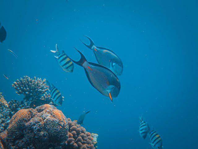 ikan damselfish (pexels.com/Francesco Ungaro)