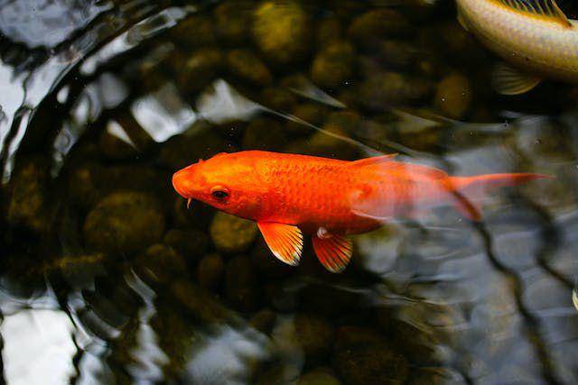 ikan koi (pexels.com/Laura Porter)