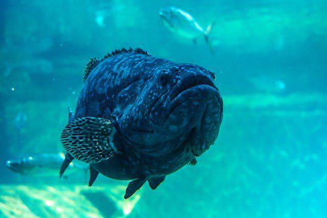 10 Ikan Berbibir Tebal, jadi Ciri Khas Tersendiri!