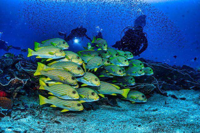 ikan bibir manis (pexels.com/Tom Fisk)