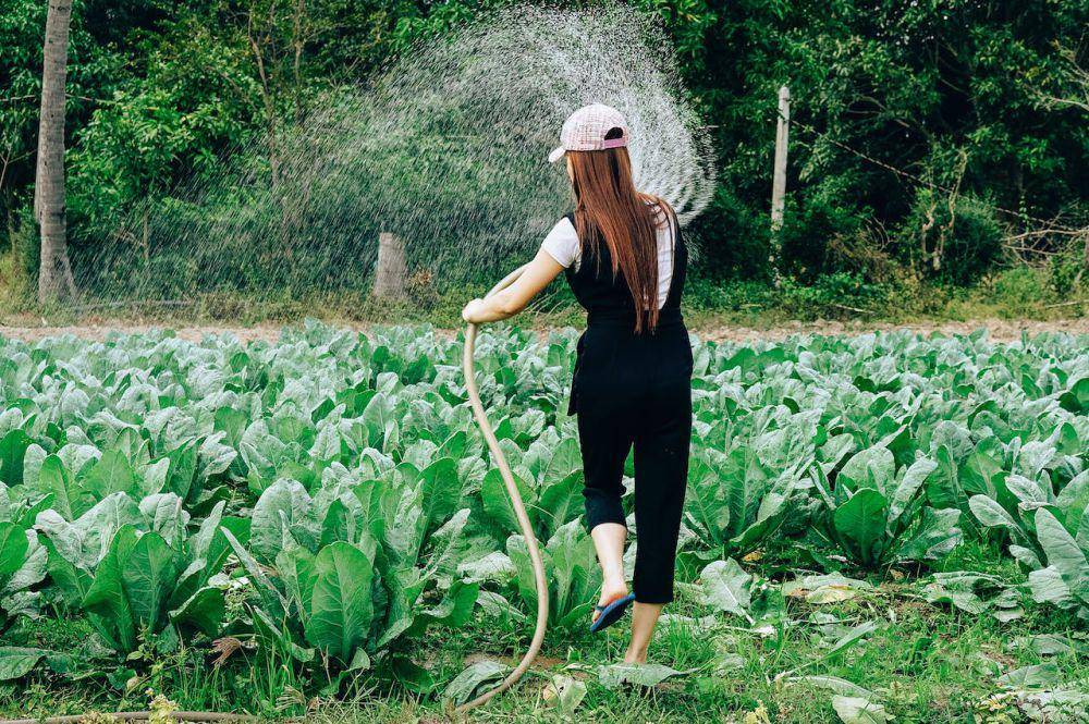 ilustrasi berkebun (pexels.com/Tony Pham)