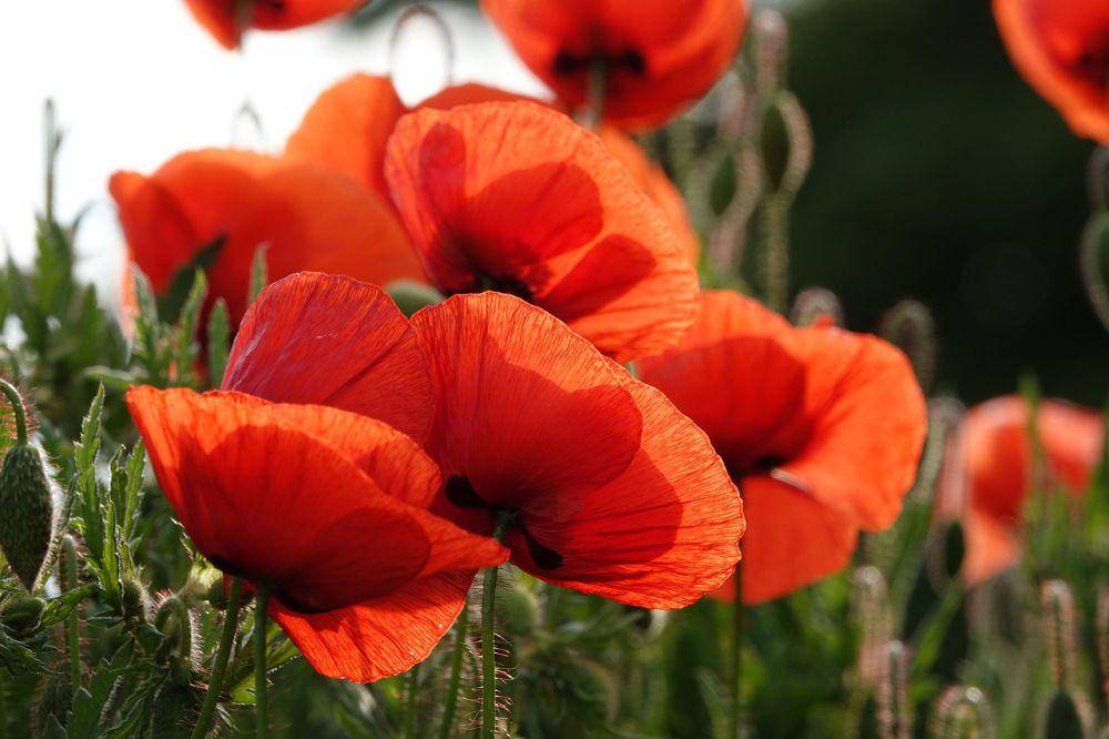 ilustrasi bunga poppy merah (pixabay.com/Uschi Dugulin)
