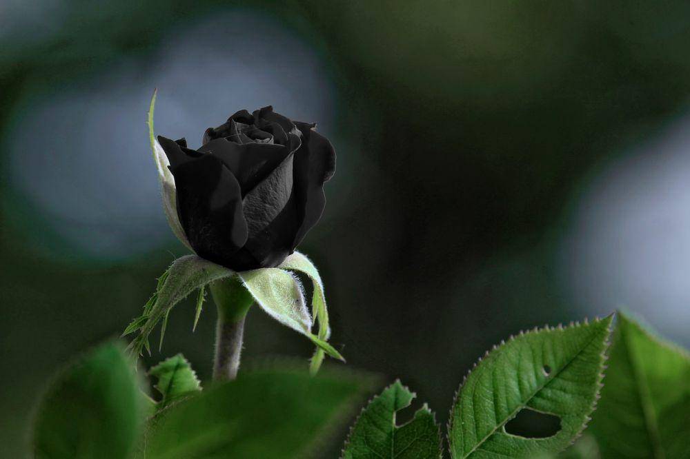 ilustrasi mawar hitam (pixabay.com/Jiří Rotrekl)