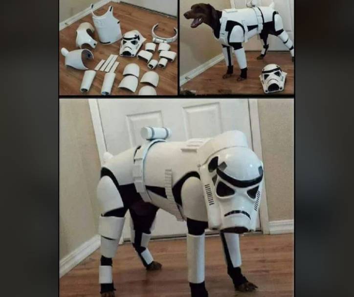potret anjing cosplay jadi karakter Star Wars (reddit.com/bungholebarney)