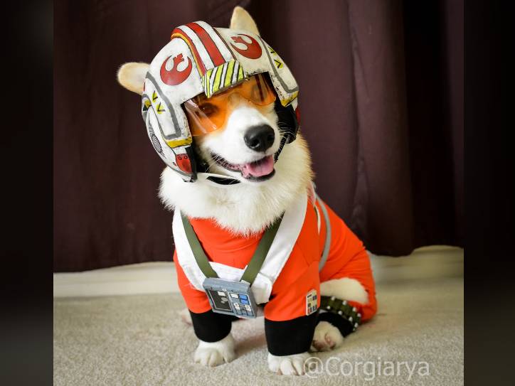 potret anjing cosplay jadi karakter Star Wars (reddit.com/salamoondo)
