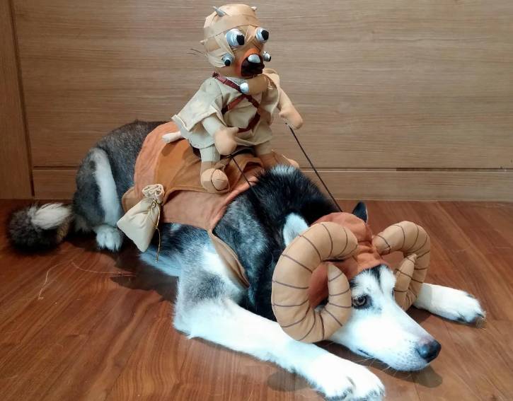 potret anjing cosplay jadi karakter Star Wars (reddit.com/KatNSeoul)