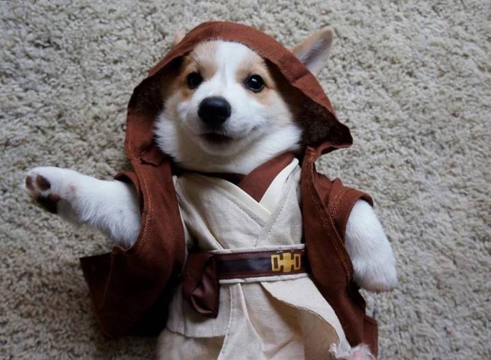 potret anjing cosplay jadi karakter Star Wars (reddit.com/Tom26389)