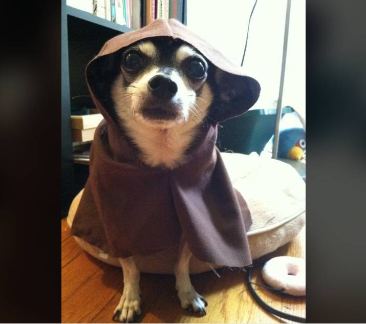 potret anjing cosplay jadi karakter Star Wars (reddit.com/whatthevolk)