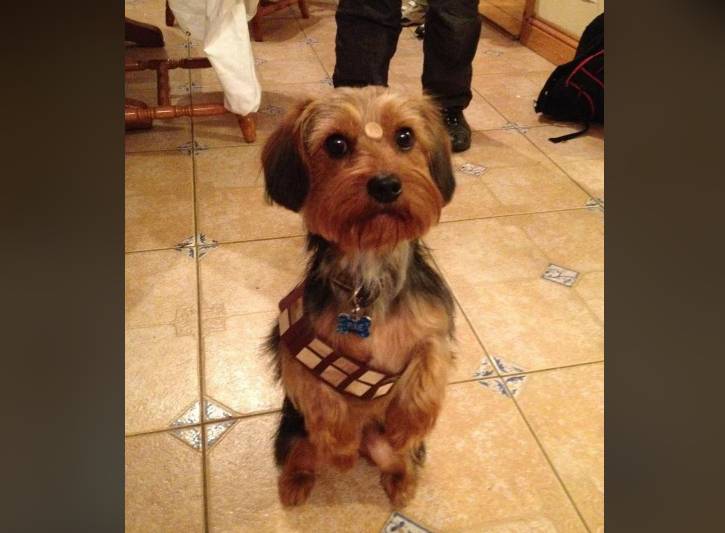 potret anjing cosplay jadi karakter Star Wars (reddit.com/EatMatHard)