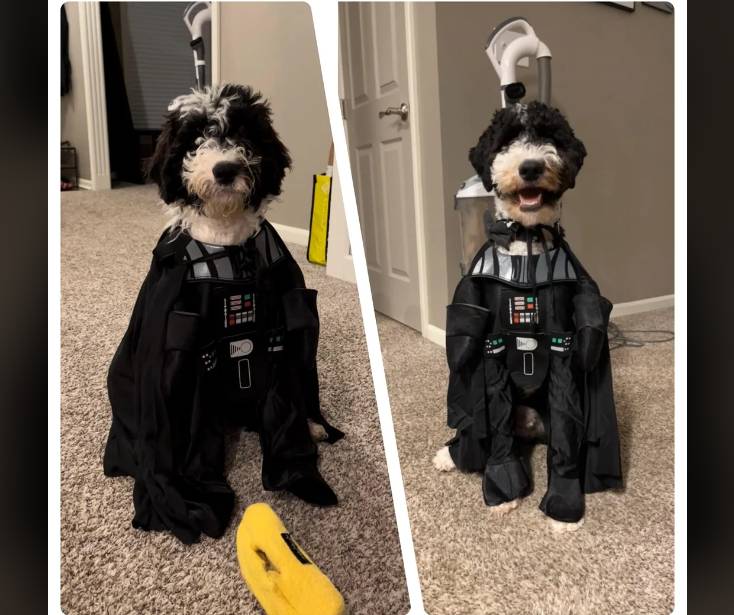 potret anjing cosplay jadi karakter Star Wars (reddit.com/PrincessSkittles54)