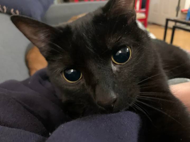 potret kucing hitam dengan pupil mata membesar (reddit.com/sadiessavannah)