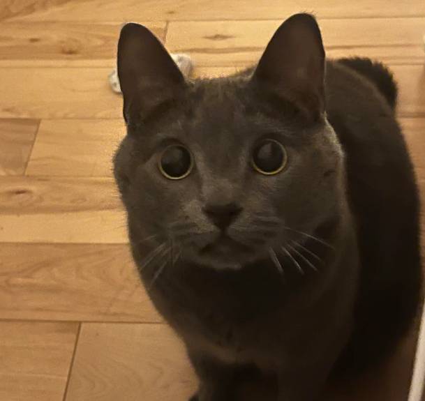 potret kucing hitam dengan pupil mata membesar (reddit.com/stazzzi)