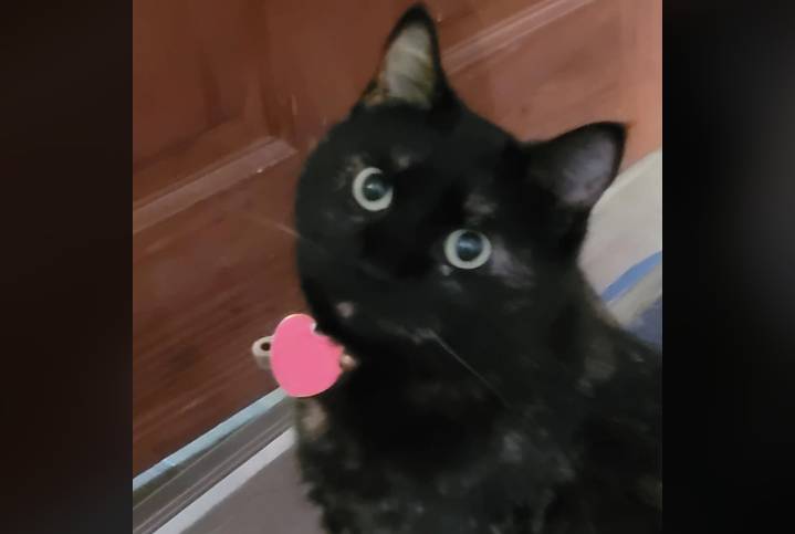 potret kucing hitam dengan pupil mata membesar (reddit.com/Thatoneguysk)